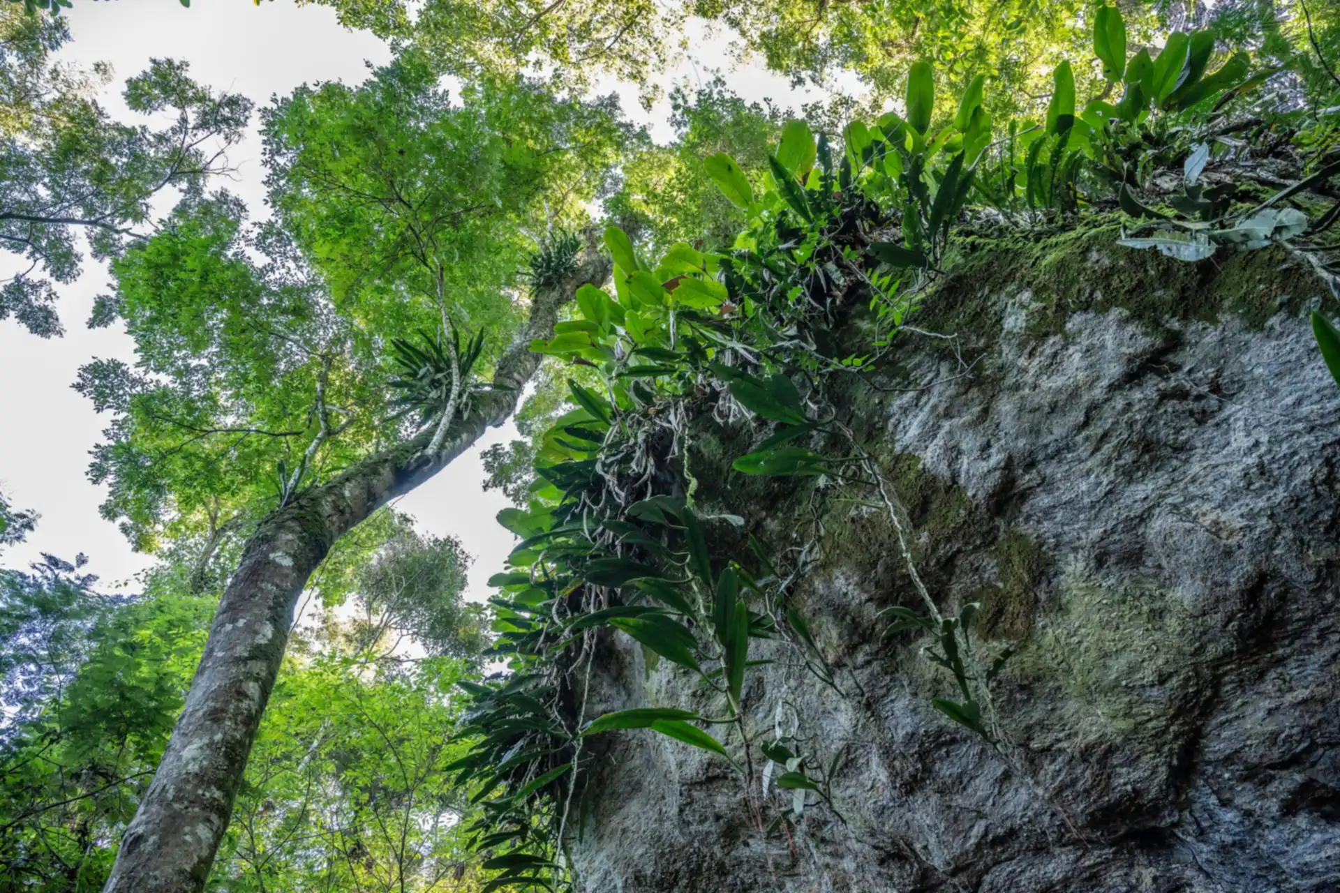 Mata Atlântica com bromélias no Tinguá, em Nova Iguaçu